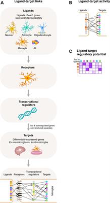 In silico-in vitro modeling to uncover cues involved in establishing microglia identity: TGF-β3 and laminin can drive microglia signature gene expression